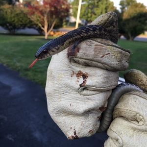 Meet your Posher, Gavin